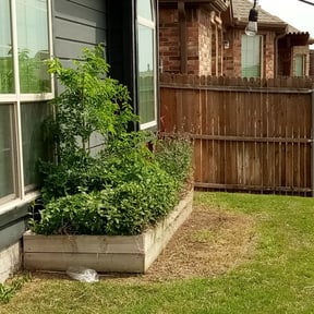Bush Trimming by Ed's landscaping reviewed on August 18, 2025
