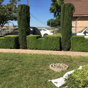 Bush Trimming by Alpha Brothers Propery Maintenance reviewed on August 20, 2025