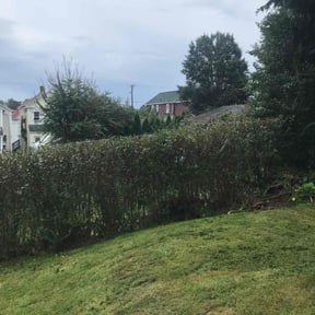 Bush Trimming by RiverTown Lawn Care LLC reviewed on November 25, 2025