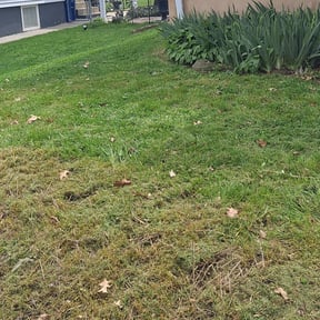 Leaf Removal by K and b property solutions llc reviewed on August 19, 2025