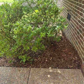 Flower Bed Weeding by Prodigy Contractors Inc reviewed on October 15, 2026