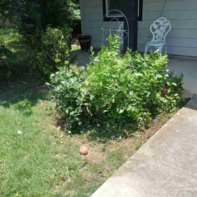 Bush Trimming by Midwest mowing llc reviewed on August 17, 2025
