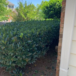 Bush Trimming by Ledezma reviewed on August 15, 2025