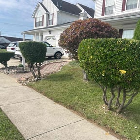 Bush Trimming by Miller mowz reviewed on November 18, 2025