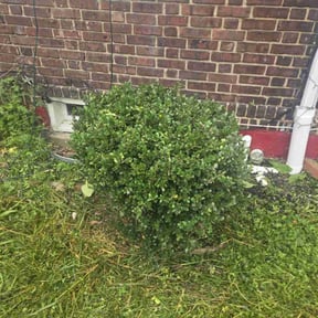 Bush Trimming by Chase property management and improvements llc reviewed on August 15, 2025