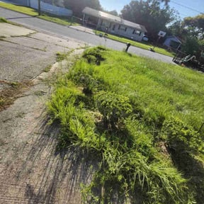 Bush Trimming by A&mlawnservice reviewed on August 15, 2025