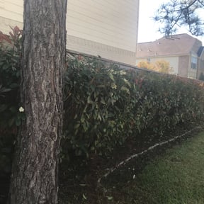 Bush Trimming by TCHS lawn and landscape LLC reviewed on August 21, 2025