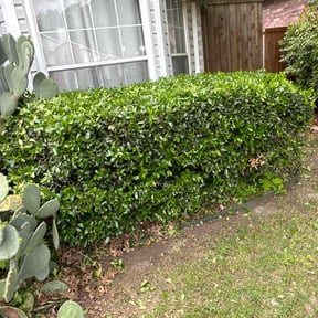 Bush Trimming by Renaissance Property Preservation LLc reviewed on August 17, 2025