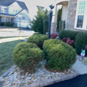 Bush Trimming by American lawn care reviewed on August 16, 2025