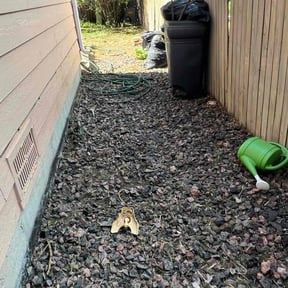 Flower Bed Weeding by J&D Lawn Care Services & More LLC reviewed on August 15, 2025