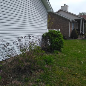 Bush Trimming by Guevara Landscaping reviewed on August 21, 2025