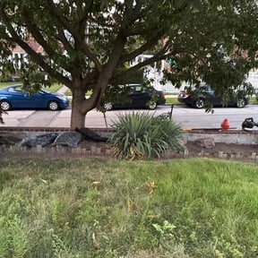 Flower Bed Weeding by LV Landscape reviewed on October 19, 2025