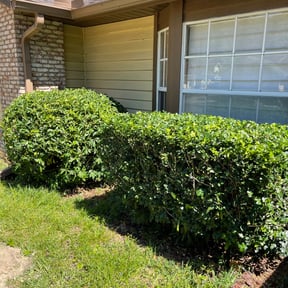 Bush Trimming by Trusted Trims, Lawn Maintenance Professional reviewed on August 19, 2025