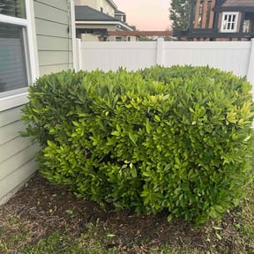 Bush Trimming by I4-75-95 connections LLC reviewed on October 20, 2025