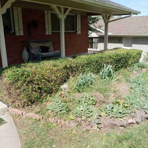 Bush Trimming by Pt contracting reviewed on August 20, 2025