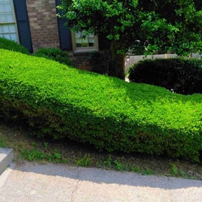 Bush Trimming by Esqkuire Lawncare/Snow removal reviewed on August 16, 2025