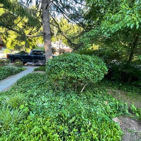 Bush Trimming by CGWOODLANDSCAPING reviewed on June 3, 2026