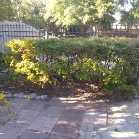 Bush Trimming by Aura lawn pros reviewed on August 17, 2025