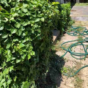 Bush Trimming by Verns Lawncare LLC reviewed on August 15, 2025