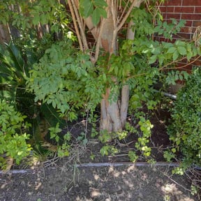 Leaf Removal by Fresh Greens Lawn care co. reviewed on September 15, 2025