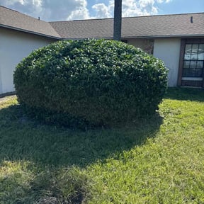Bush Trimming by All 4 Seasons Landscaping Services LLC. reviewed on August 20, 2025