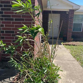 Bush Trimming by RWB LAWN reviewed on March 22, 2026