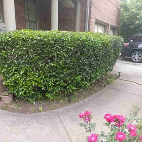 Bush Trimming by Prymary landscaping services reviewed on August 21, 2025
