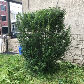 Bush Trimming by 66landscaping LLC reviewed on August 15, 2025
