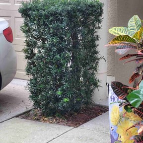 Bush Trimming by J.R.'s Lawn and Landscaping , LLC reviewed on August 16, 2025