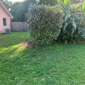 Bush Trimming by CnA Lawn and landscape reviewed on August 17, 2025