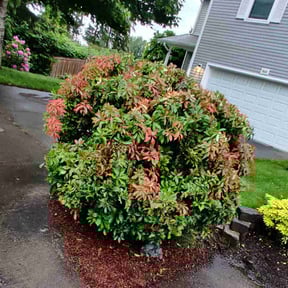 Bush Trimming by JB Lawns Services reviewed on August 18, 2025
