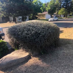 Bush Trimming by Luxury Finish Lawn care reviewed on August 15, 2025