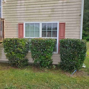 Bush Trimming by PerfectCutLawn reviewed on August 16, 2025