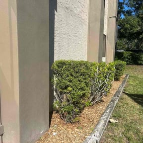 Bush Trimming by Sam&#039;s Lawn Care reviewed on November 6, 2025