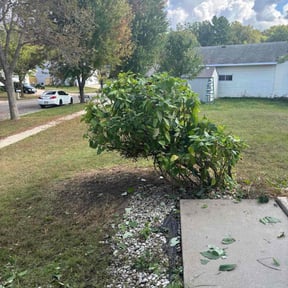 Bush Trimming by Zebra Cuts Lawn &amp; Landscaping LLC reviewed on November 4, 2025