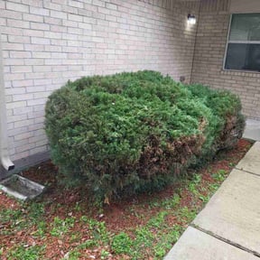 Bush Trimming by LaPriest Blocker reviewed on August 20, 2025