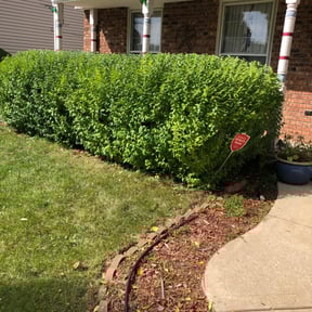 Bush Trimming by Lawnstars reviewed on August 15, 2025