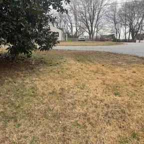 Leaf Removal by Salvador Lawn and Tree Service reviewed on February 27, 2026