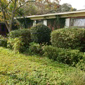 Bush Trimming by Sons bros and I lawn service reviewed on August 19, 2025