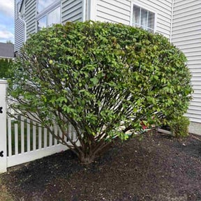 Bush Trimming by MPS Construction/Outdoor Living reviewed on November 9, 2025