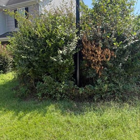 Bush Trimming by Curt &amp; Son Lawn Care reviewed on August 26, 2026