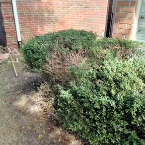 Bush Trimming by Alex & Olga Lawn Services reviewed on August 17, 2025
