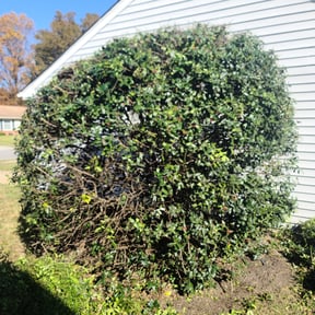 Bush Trimming by Westveld Mowing reviewed on August 20, 2025