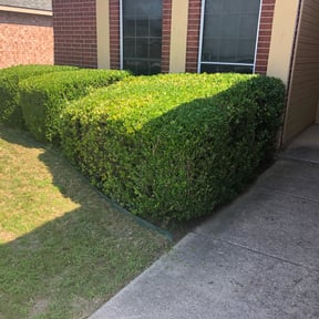 Bush Trimming by GREASY MONKEY reviewed on August 15, 2025