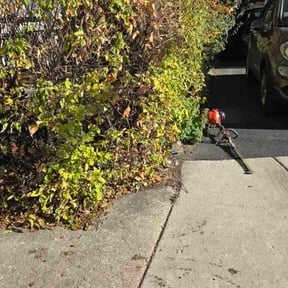 Bush Trimming by Cleancut Landscaping reviewed on December 16, 2025