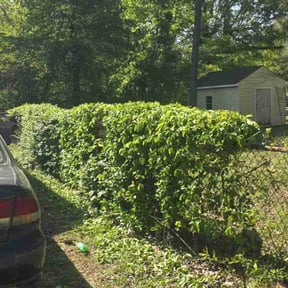 Bush Trimming by Hummingbird Home Services reviewed on August 20, 2025