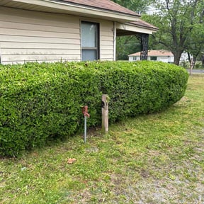 Bush Trimming by Cameron's Lawn and Landscape reviewed on August 16, 2025