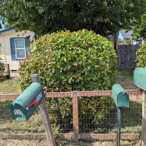 Bush Trimming by Eden Green Landscaping reviewed on July 27, 2026