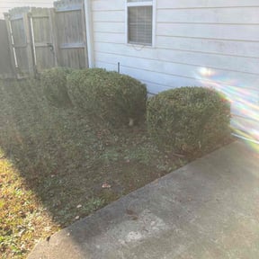 Bush Trimming by 216BeamKing reviewed on August 21, 2025