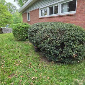 Bush Trimming by Lawncare Genius reviewed on April 26, 2026
